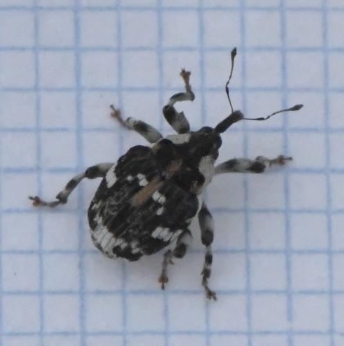Hadroplontus trimaculatus